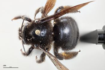 Media type: image;   Entomology 810856 Aspect: habitus dorsal view
